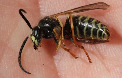 Dolichovespula sp.